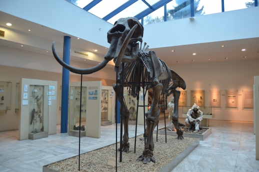 Kostra mamuta z Předmostí u Přerova; foto: Jarmila Krupičková